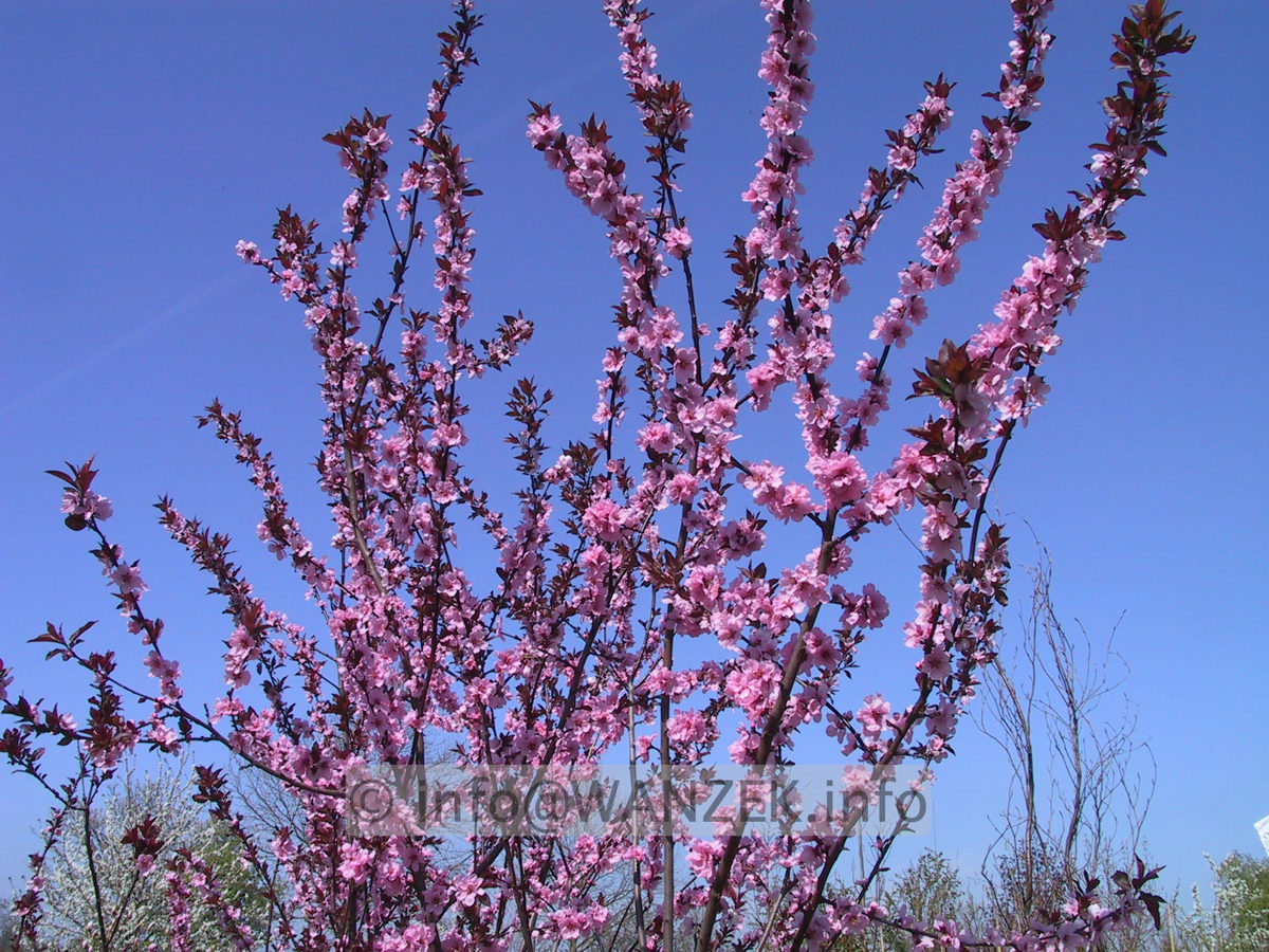 Prunus persica Pink Beauty - bluehend.JPG
